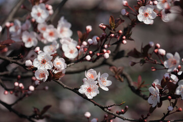 Fruit tree blossoms. Spring beginning background. The fruits blossom in spring. Bokeh.