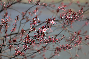 Fruit tree blossoms. Spring beginning background. The fruits blossom in spring. Bokeh.
