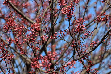 Fruit tree blossoms. Spring beginning background. The fruits blossom in spring. Bokeh.
