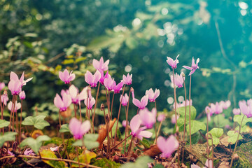 violet, pink flowers in the garden