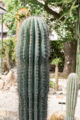 Botanical Garden of Catania Sicily