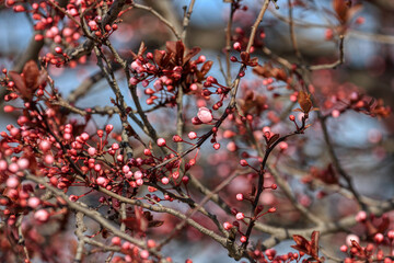 Fruit tree blossoms. Spring beginning background. The fruits blossom in spring. Bokeh.