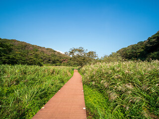 秋晴れの小網代の森の風景