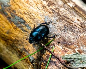 Close up of a common earth boring dung beetle sitting on a log.
