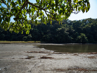 秋晴れの小網代の森の風景