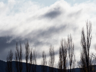Dark clouds with trees with almost no leaves