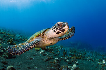 Fototapeta na wymiar Hawksbill sea turtle in coral reefs. Underwater world of Bali, Indonesia.