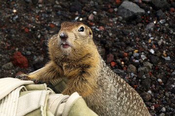 American Gopher (Spermophilus parryi) asks for food. Archive photo, 2008