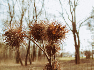 Thorns on the bush in spring