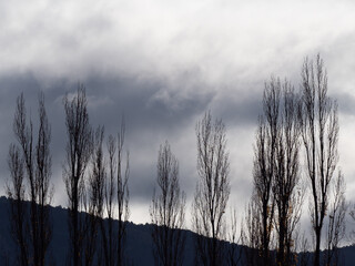 Dark clouds with trees with almost no leaves