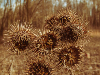 Thorns on the bush in spring