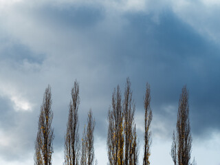 Dark clouds with trees with almost no leaves