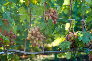 bunch of grapes