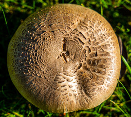 Brown grey mushroom on a green lawn. Top down view.