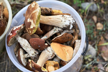 Large edible mushrooms lie in a bucket, top view