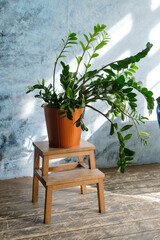 A beautiful green plant in a large pot stands on a wooden stand in a bright room near the blue wall.