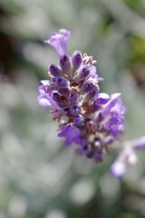 close up of lavender