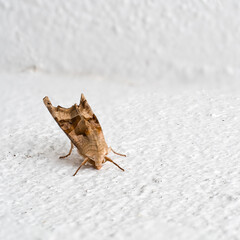 Angle shades moth on white wall. Phlogophora meticulosa.