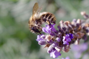 bee on a lavender flower