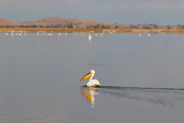 The great white pelican swimming in the lake of Amboseli