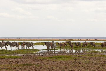 A herd of wildebeest and zebra near the water