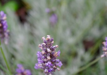 close up of lavender
