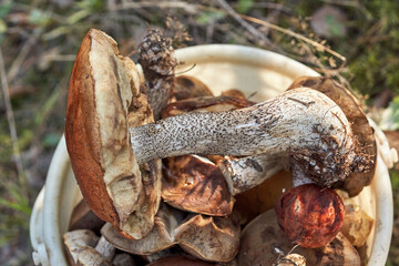A large boletus mushroom lies in a bucket, top view