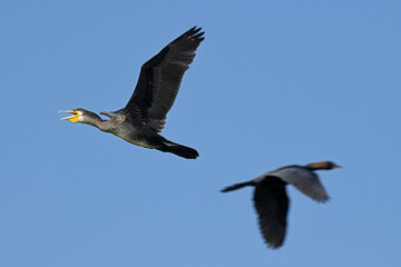 fliegender Kormoran (Phalacrocorax carbo) - flying Great cormorant