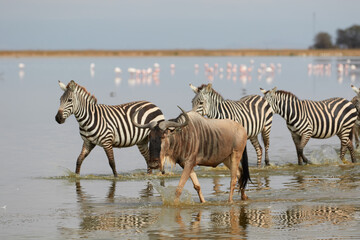 A herd of wildebeest and zebra near the water