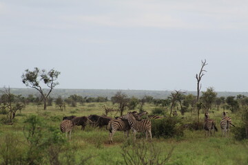 Photo taken in Kruger National Park