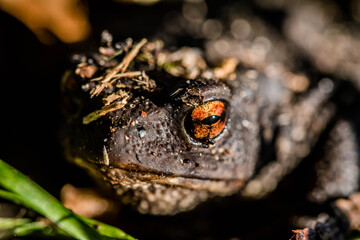 black toad with red eyes close up