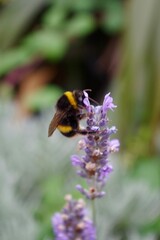 bee on a lavender flower