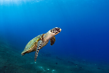 Hawksbill sea turtle in coral reefs. Underwater world of Bali, Indonesia.
