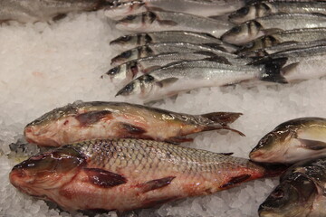 A variety of fish in ice on the counter of the store