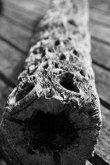 Fototapeta premium close up of a dried cactus plant