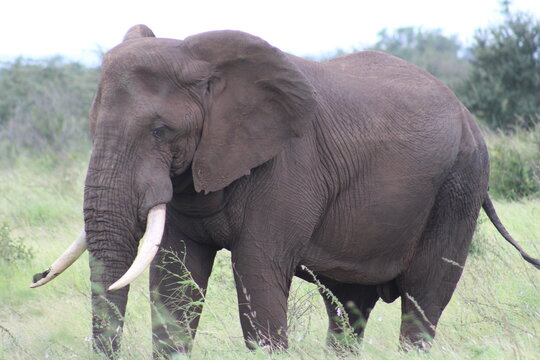 Photo taken in Kruger National Park