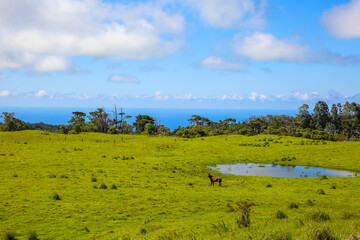 Fototapeta premium Horse in the pasture, Hawaii