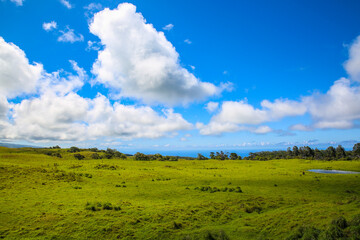 Horse in the pasture, Hawaii