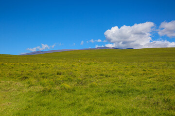 Fototapeta premium The most beautiful country road, Hawaii