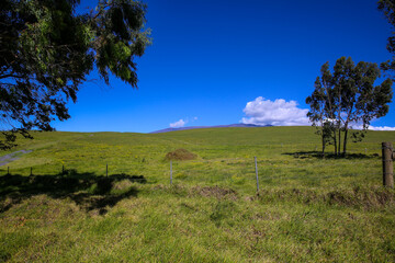 Obraz premium The most beautiful country road, Hawaii