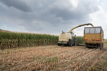 Corn field. Harvesting of juicy corn  silage by a combine harvester in the field, agricultural activity for harvest season. The resulting silage is loaded into the truck.