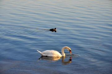 Schwäne am Bodensee