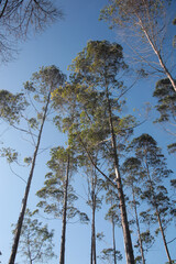 Trees frog perspective, landscape tropical forest