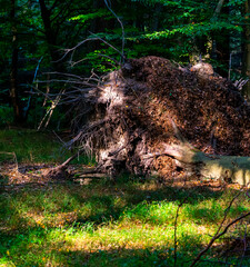 Massive tree in the forest uprooted after a violent storm.