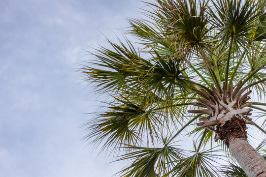 South Carolina palmetto tree in horizontal orientation with copy space. 