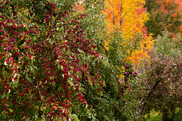 Selective focus view of crabapple tree bearing fruits in the fall, with various other trees in wooded background, St-Antoine-de-Tilly, Quebec, Canada