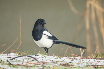 Eurasian magpie or common magpie Pica pic) walking on a meadow in a winter setting with snow