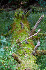 Birkenw&auml;ldle, Sch&ouml;nbuch