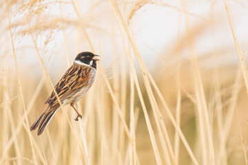 Singing bird in the reeds on a windy day