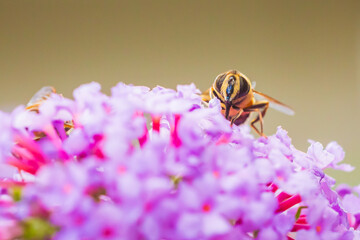 Volucella zonaria, hornet mimic hoverfly, feeding on purple Buddleja davidii
